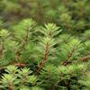 Myriophyllum prosperpinacoides