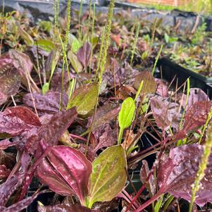 Plantago major 'Rubrifolia'