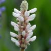 Pontederia cordata 'Alba'