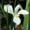 Iris louisiana 'Acadian Miss'