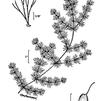 Ceratophyllum demersum