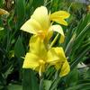 Canna glauca 'Ra'