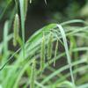 Carex crinita