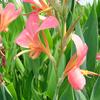 Canna glauca 'Erebus'