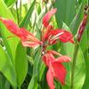 Canna glauca 'Endeavor'