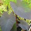 Colocasia esculenta 'Black Magic'