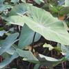 Colocasia esculenta 'Fontanesii'