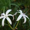 Crinum americanum