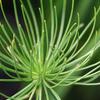 Cyperus haspan