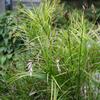 Carex muskingumensis