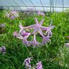 Tulbaghia violacea 'variegata'