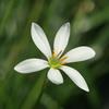 Zephyranthes candida