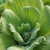 Pistia stratoides