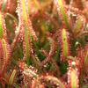 Drosera capensis