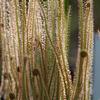 Drosera filiformis