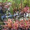 Drosera intermedia