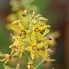 Lysimachia terrestris