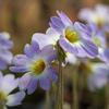 Pinguicula primuliflora