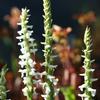 Spiranthes oderata