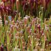 Sarracenia leucophylla