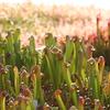 Sarracenia minor