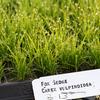 Carex vulpinoidea