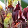 Sarracenia purpurea