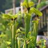 Sarracenia flava