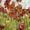 Sarracenia rubra