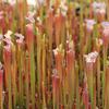 Sarracenia leucophylla 'Tarnok'