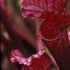 Sarracenia x 'Dana's Delight'