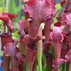 Sarracenia x 'Judith Hindle'