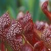 Sarracenia x 'Scarlet Belle'