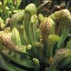 Sarracenia x UNC Hybrid 'Doodle Bug'