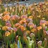 Sarracenia x UNC Hybrid 'Love Bug'