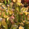 Sarracenia x UNC Hybrid 'Mardi Gras'