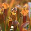 Sarracenia x UNC Hybrid 'Red Bug'