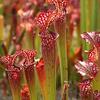 Sarracenia x 'Farnhamii'