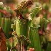 Sarracenia x 'Stevensii'