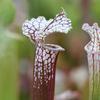 Sarracenia x 'Candy Stripe' x leuco 