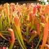 Sarracenia x 'Flys Demise' (seedlings) 