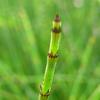 Equisetum hyemale