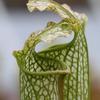 Sarracenia x areolata 