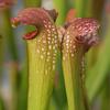 Sarracenia x excellens 