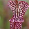 Sarracenia x (readii x moorei) 