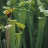 Sarracenia x moorei (flava x leucophylla) 