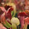 Sarracenia x swaniana 