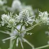 Eryngium aquaticum