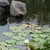 Nymphaea odorata