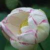 Nelumbo sp. 'Empress'